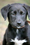 Armstrong the Lab Puppy