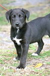 Armstrong the Lab Puppy