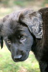 Clementine the Lab Puppy