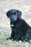 Clementine the Lab Puppy