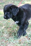 Clementine the Lab Puppy