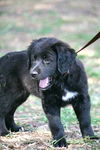 Clementine the Lab Puppy