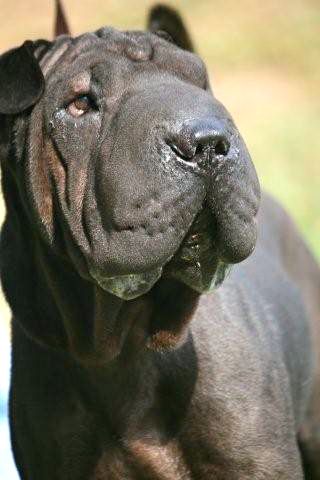 Toby the Shar Pei