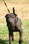 Toby the Shar Pei