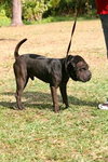 Toby the Shar Pei