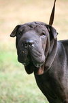Toby the Shar Pei
