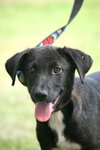 Gucci the Lab
