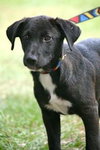 Gucci the Lab
