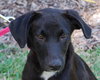 Gucci the Lab