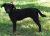 Gucci the Lab