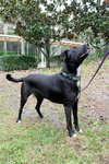 Gucci the Lab