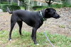 Gucci the Lab