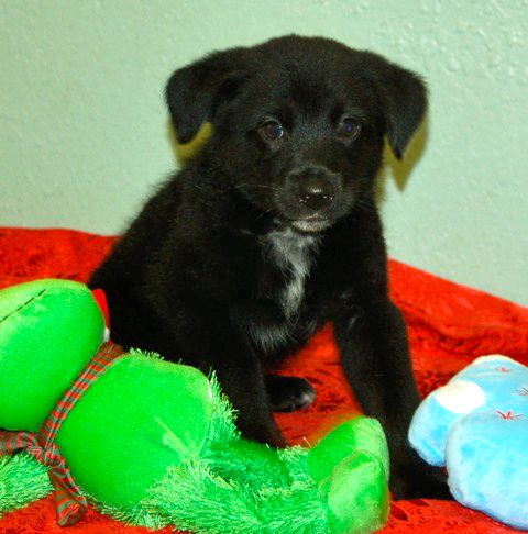 Dozer the Aussie Puppy