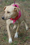 Emerald the Lab