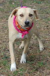 Emerald the Lab