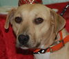 Emerald the Lab