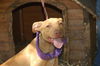 Geenah the Ridgeback Puppy