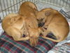 Geenah the Ridgeback Puppy