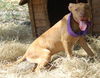 Geenah the Ridgeback Puppy