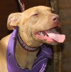 Geenah the Ridgeback Puppy