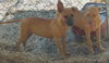 Geenah the Ridgeback Puppy