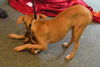 Geenah the Ridgeback Puppy
