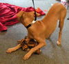 Geenah the Ridgeback Puppy