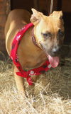 Teenie the Ridgeback Puppy