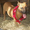 Teenie the Ridgeback Puppy