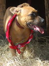 Teenie the Ridgeback Puppy