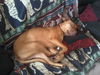 Sasha the Shy Girl