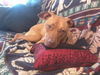 Sasha the Shy Girl
