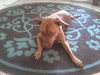 Sasha the Shy Girl