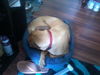Sasha the Shy Girl