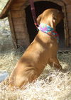 Sasha the Shy Girl