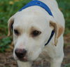 Frankie the Lab Puppy