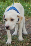 Frankie the Lab Puppy