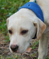 Frankie the Lab Puppy