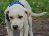 Frankie the Lab Puppy