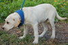 Frankie the Lab Puppy