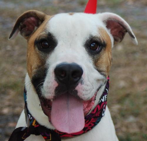 Butch the Boxer