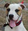Butch the Boxer