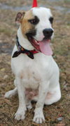 Butch the Boxer