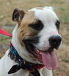 Butch the Boxer