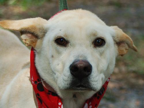 Kumer the White GSD
