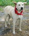 Kumer the White GSD