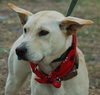 Kumer the White GSD