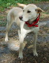 Kumer the White GSD
