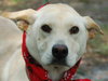 Kumer the White GSD