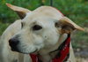 Kumer the White GSD